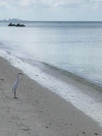 View of seagulls on beach