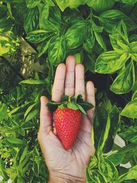 Midsection of man holding strawberry