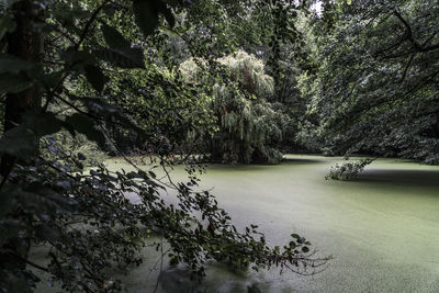 Scenic view of trees by plants
