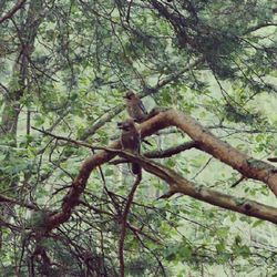 Low angle view of tree trunk