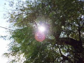 Low angle view of tree against sky