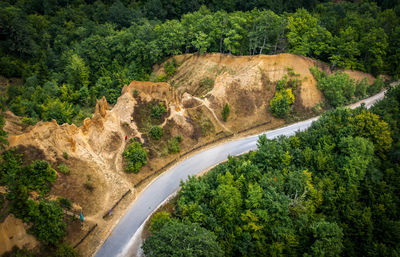 High angle view of trees in forest