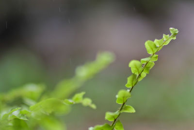 Close-up of fresh green leaves