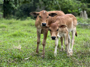 Young cow in the meadow in the farm.