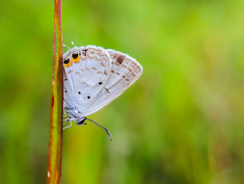 Close-up of butterfly on grass