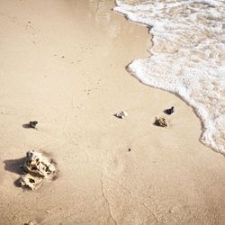 High angle view of birds on beach