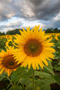 Close-up of yellow sunflower blooming on field against cloudy sky