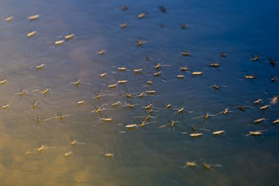 High angle view of fish in sea