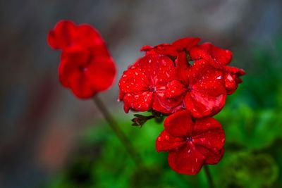 Close-up of red flowering plant