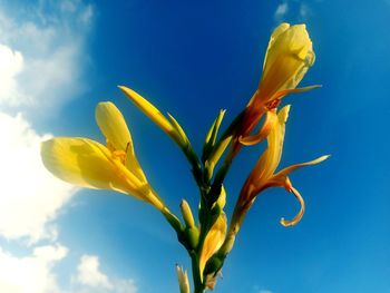 Close-up of yellow flowering plant against blue sky