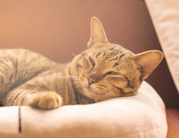 Close-up of cat resting on sofa