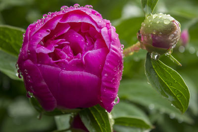 Close-up of raindrops on pink rose flower