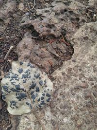 High angle view of insect on rock