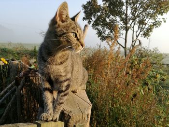 Close-up of cat sitting on tree