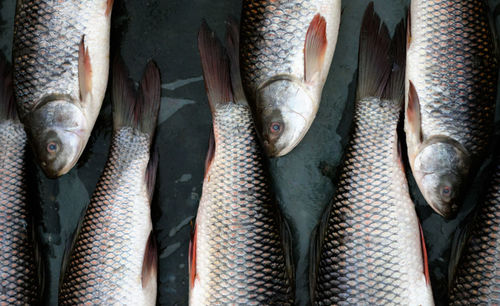 High angle view of fish for sale in market