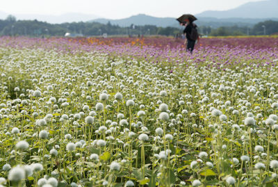 Woman with flowers in field