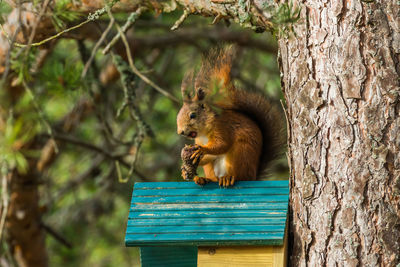 View of an animal on tree trunk