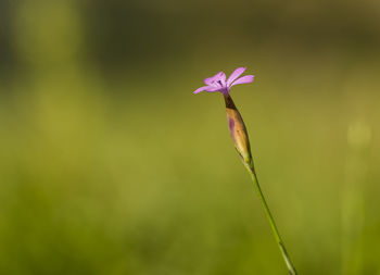 Close-up of pink flowering plant