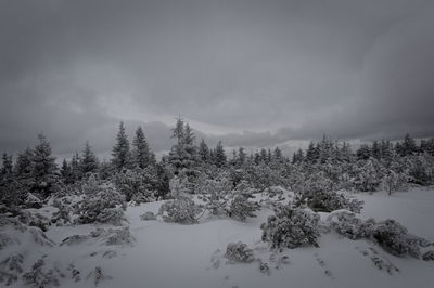 Snow covered trees in forest against sky