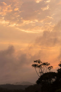 Low angle view of silhouette tree against sky during sunset