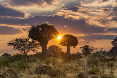 Trees on field against sky at sunset