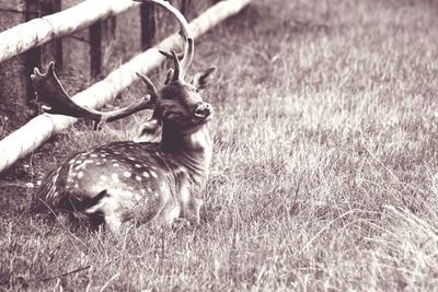 View of deer on field