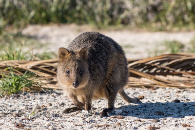 Close-up of a quokka on rottnest island