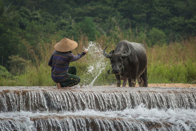 Rear view of farmer crouching while splashing water on buffalo in river