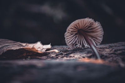 macro photography