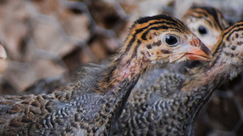 Close-up of a bird