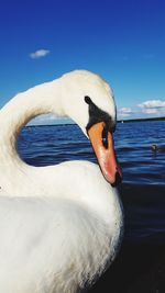 Close-up of swan swimming in water against sky