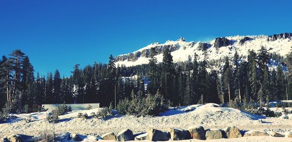 Panoramic view of trees on landscape against clear blue sky