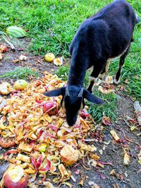 High angle view of dog on autumn leaves