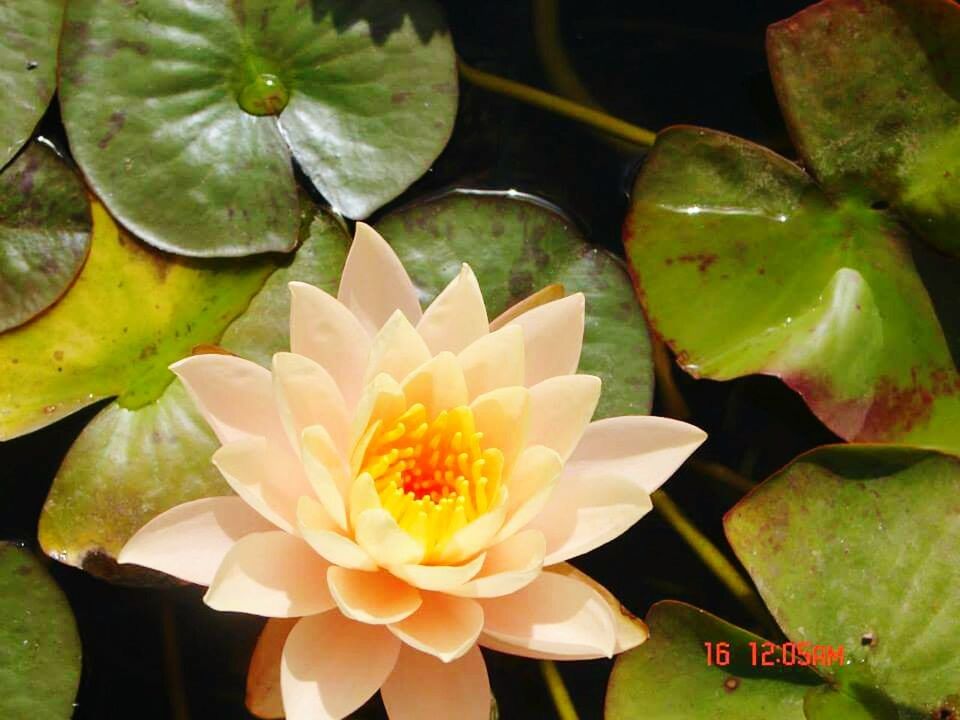 CLOSE-UP OF LOTUS WATER LILY BLOOMING OUTDOORS