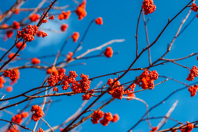 Clusters of red mountain ash. rowan berries on branches without leaves against blue autumn sky