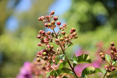 Close-up of fresh flowers blooming on tree