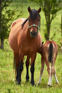 Horses standing on field