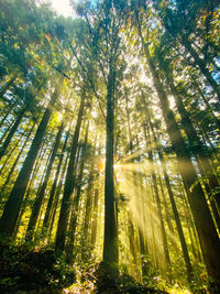 Low angle view of trees in forest