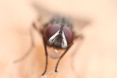 Close-up of insect on leaf