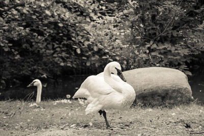 View of a bird on field