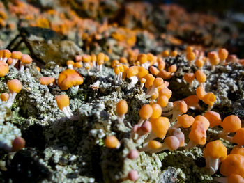 Close-up of crab on rock