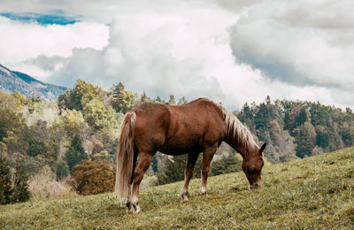 Horse grazing grass on pasture in mountains