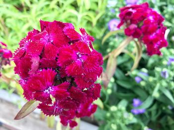 Close-up of fresh pink flowers blooming outdoors