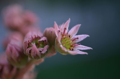 Close-up of pink flower