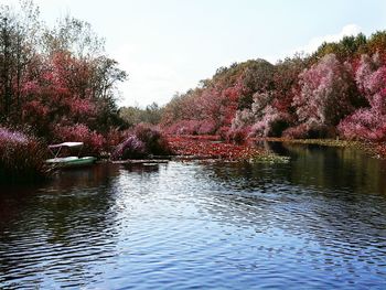 Reflection of trees in lake