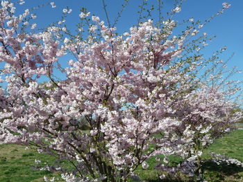 Low angle view of flower tree against sky