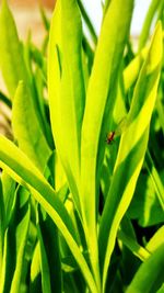 Close-up of insect on plant