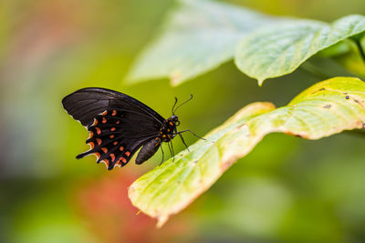 Close-up of butterfly on leaf