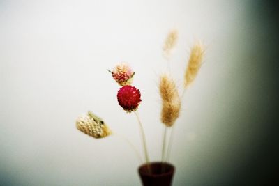 Close-up of red flowering plant against white background