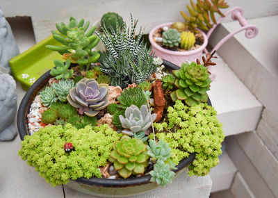 High angle view of potted plant on table